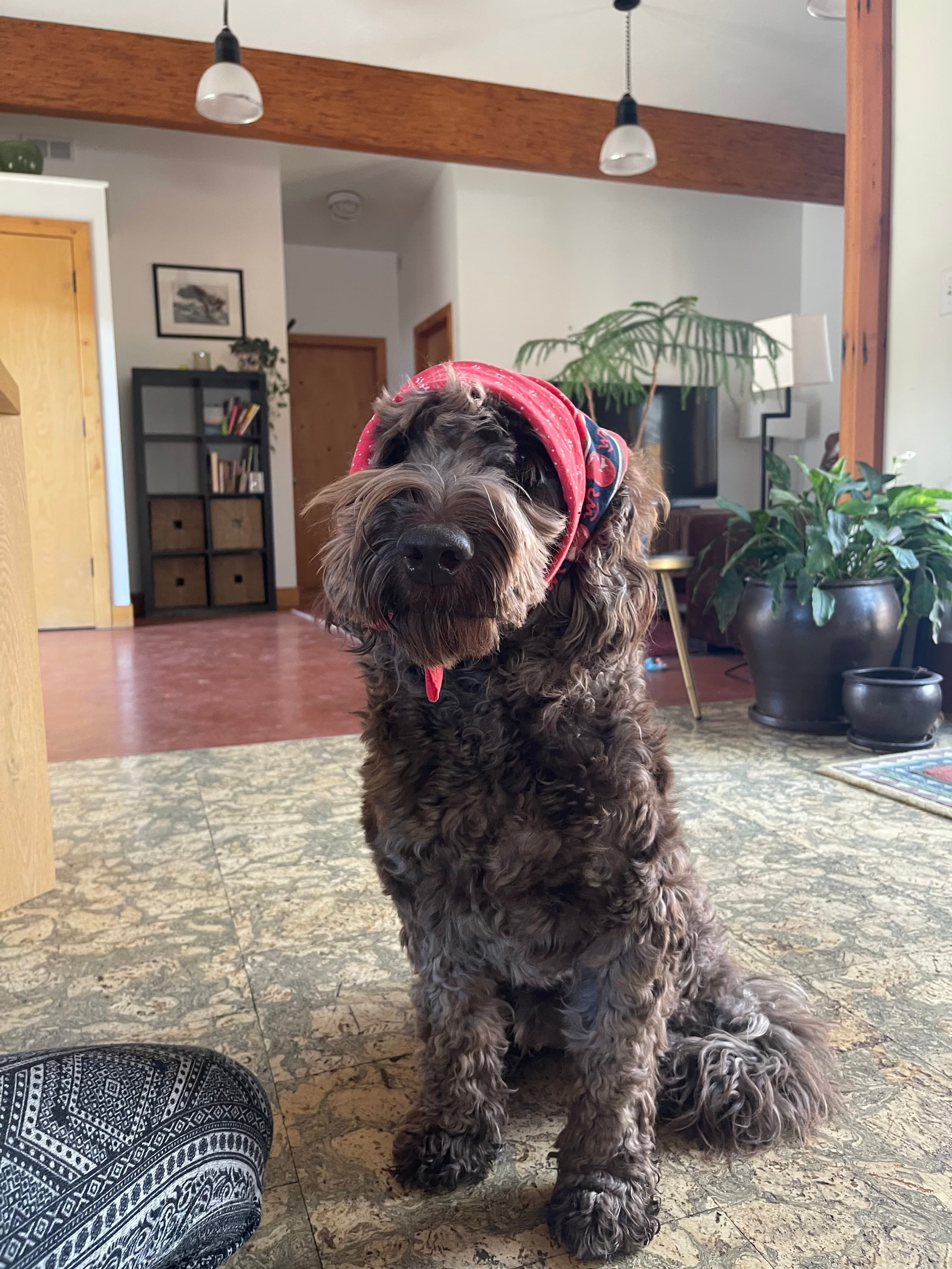 Ned in a bandana at Cache Creek