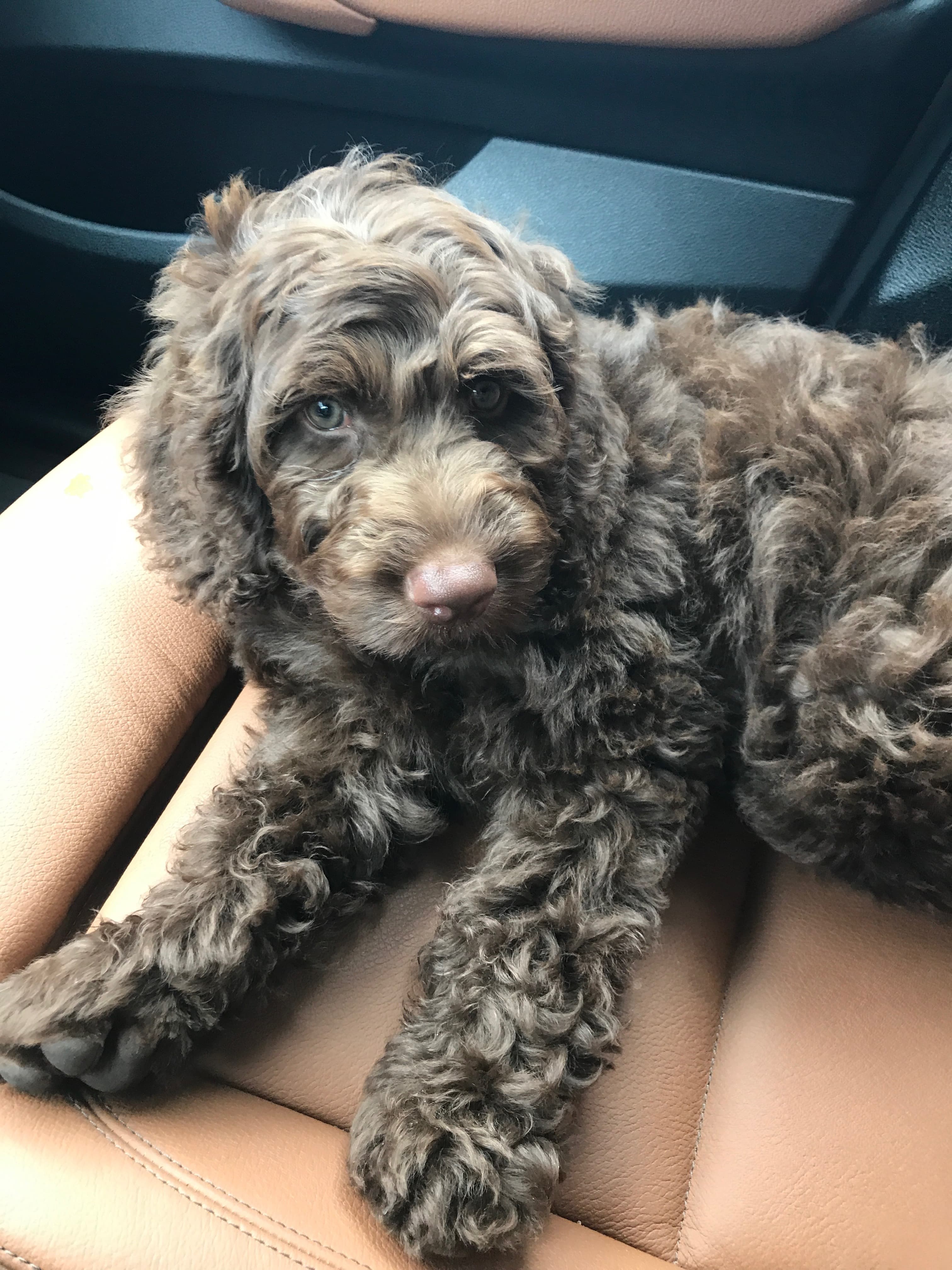 Ned as a puppy in the car, day one