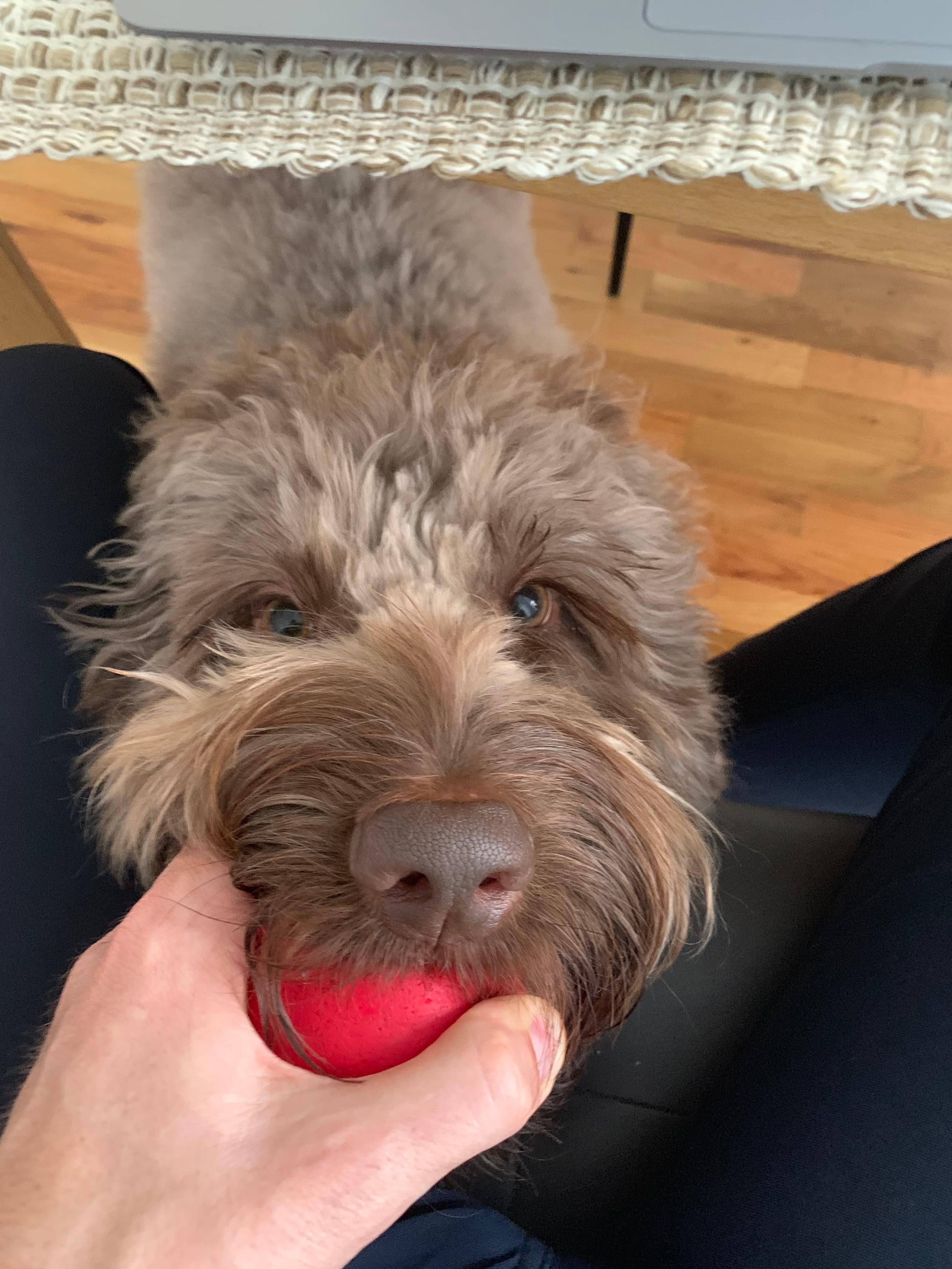 Ned with a red ball in NYC